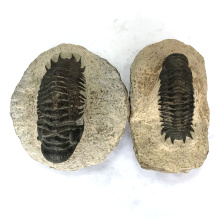 Natural high quality nautilus fossils calymene trilobite fossils for sale
